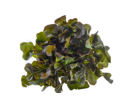 Fresh lettuce salad isolated on white background.の写真素材