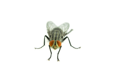 fly isolated on a white