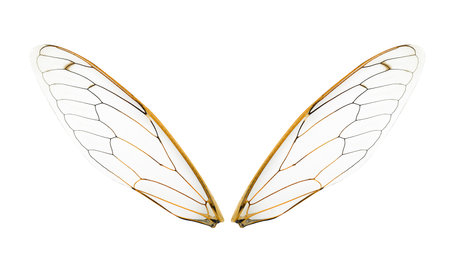 wings of Insect cicada on white bacground