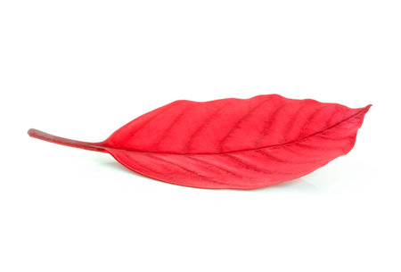 Tropical leaves on white background