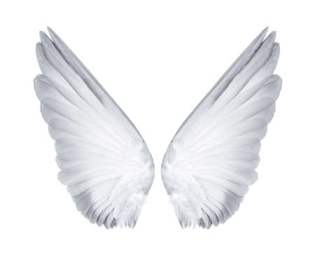 Wings of birds isolated on white backgroundの写真素材