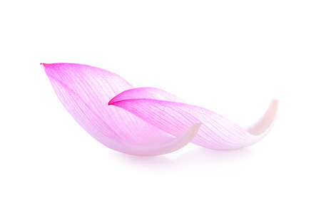 lotus isolated on white background.の写真素材