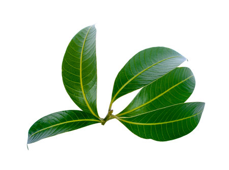 tropical leaf isolated on white background