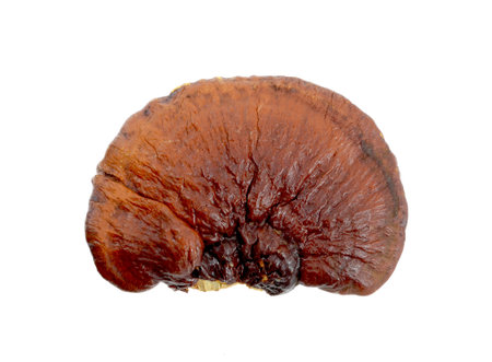 lingzhi mushroom on white background
