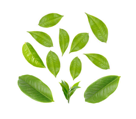 Green tea leaf collection isolated on white backgroundの写真素材