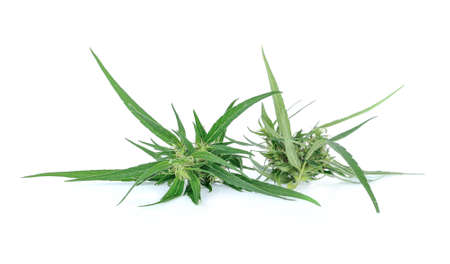 Marijuana isolated on white backgroundの写真素材