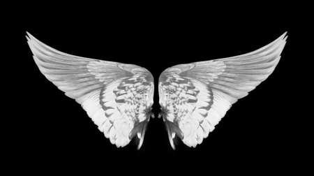 Wings of birds isolated on white backgroundの写真素材