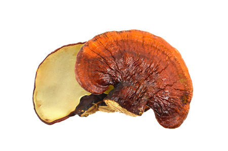 lingzhi mushroom on white background