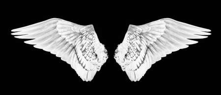 wings of birds isolated on black backgroundの写真素材