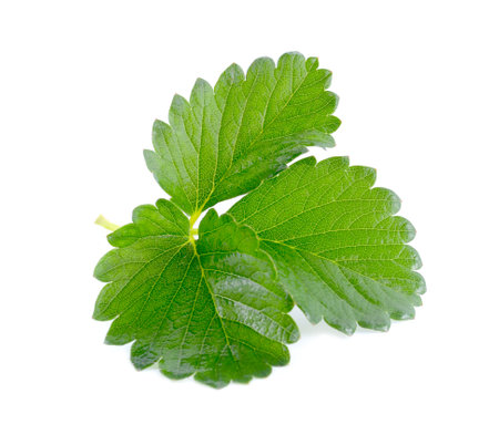 Strawberry leaf isolated on white backgroundの写真素材