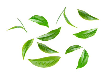 Green tea leaf collection isolated on white backgroundの写真素材