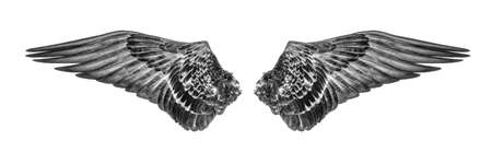 wings of birds isolated on whiteの写真素材