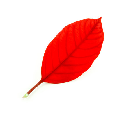 Tropical leaves on white background