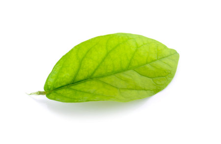 jasmine isolated on white background