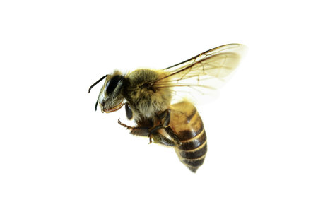 Bee isolated on white background.