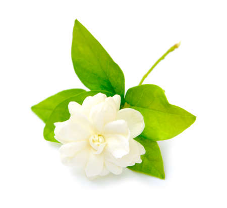 White jasmine on white isolated backgroundの写真素材