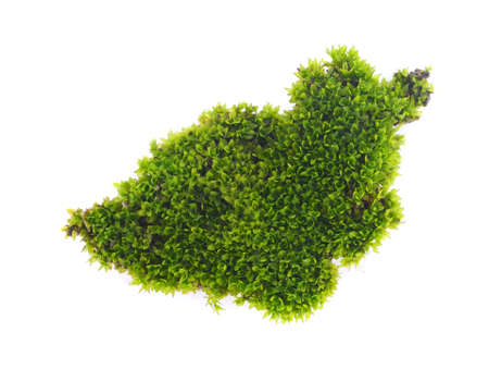 fresh green Moss on white background.の写真素材