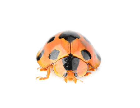 ladybug isolated on white background.の写真素材