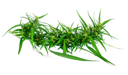 Marijuana on white backgroundの写真素材