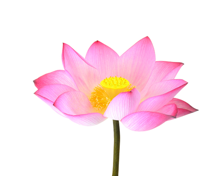 lotus isolated on white background.の写真素材