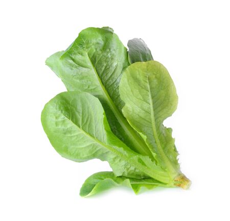 Cos Lettuce isolated on white backgroundの写真素材