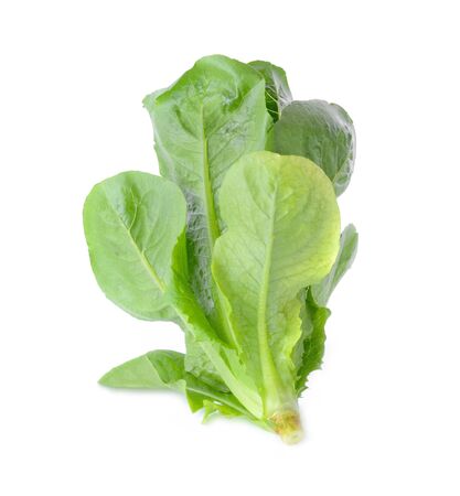 Cos Lettuce isolated on white backgroundの写真素材