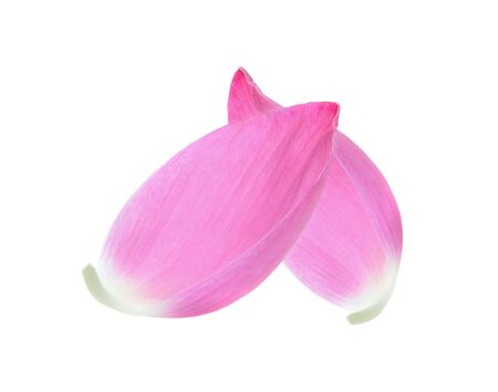 Lotus petal on white backgroundの写真素材