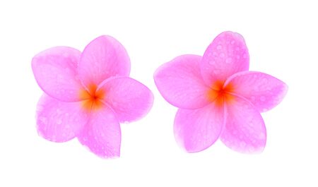 Plumeria isolated on white backgroundの写真素材