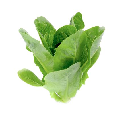 Cos Lettuce isolated on white backgroundの写真素材