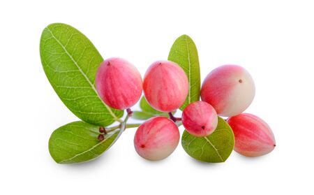 bengal-currants, carandas-plum, on a white backgroundの写真素材