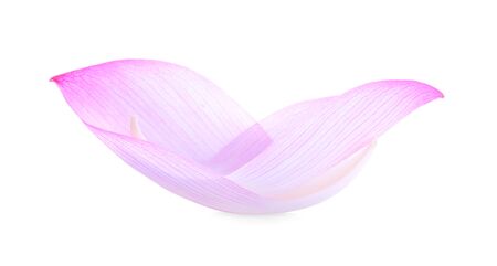 lotus isolated on white background.の写真素材