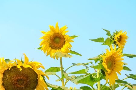 Sunflower on the blue sky backgroundの写真素材