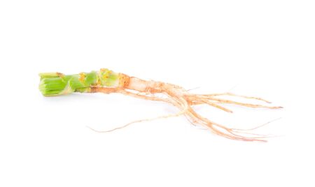 Coriander root isolated on whiteの写真素材