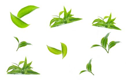 Green tea leaf collection isolated on white backgroundの写真素材