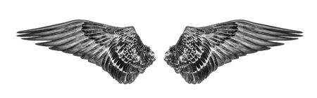 wings of birds isolated on whiteの写真素材