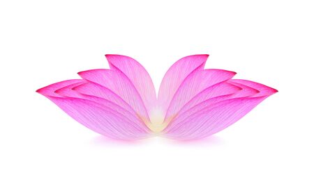 lotus isolated on white background.の写真素材