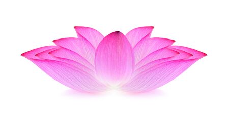 lotus isolated on white background.の写真素材
