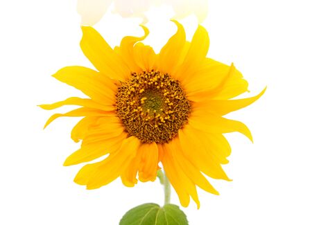 Sunflower isolated on white backgroundの写真素材