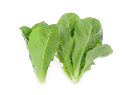 Cos Lettuce isolated on white backgroundの写真素材