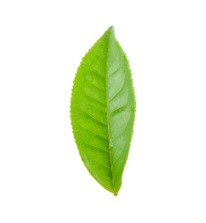 green tea leaf isolated on white backgroundの写真素材