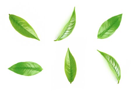 Green tea leaf collection isolated on white backgroundの写真素材