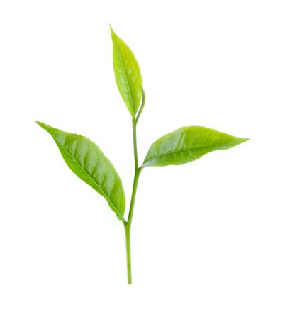 fresh green tea leaf isolated on white backgroundの写真素材