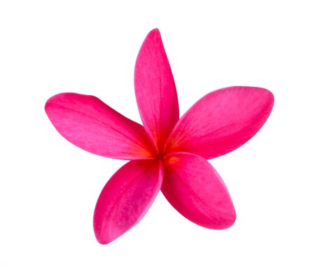 Plumeria isolated on white backgroundの写真素材