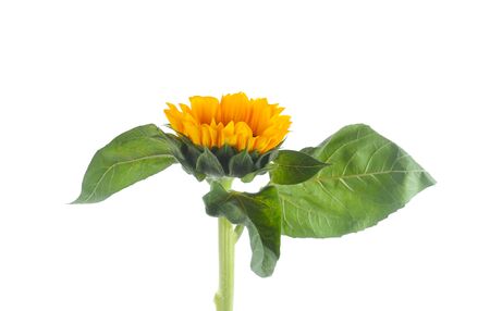 Sunflower isolated on white backgroundの写真素材