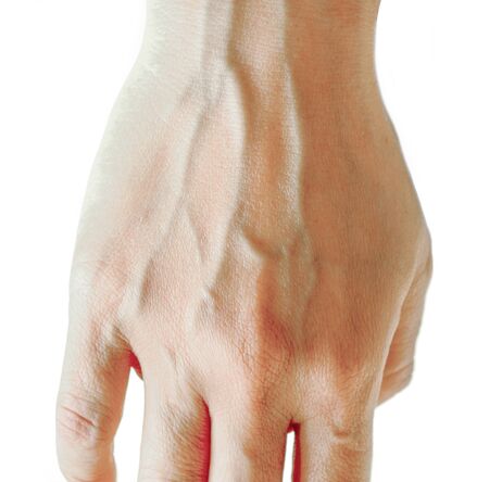 blood veins on white background.の写真素材