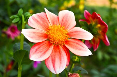 Frangipani flower with a background.の写真素材