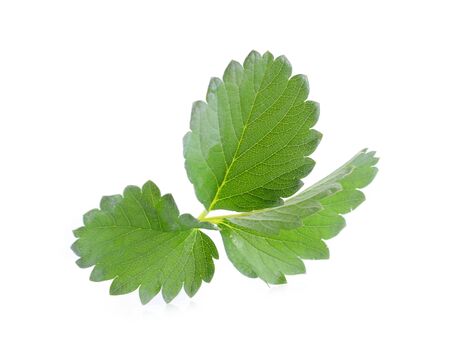 Strawberry leaf isolated on white backgroundの写真素材