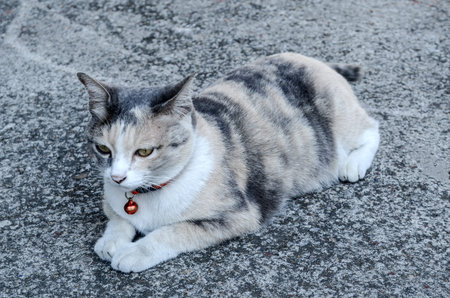 brown cat with on background