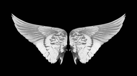 Wings of birds isolated on white backgroundの写真素材