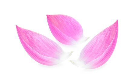 Lotus petal on white backgroundの写真素材